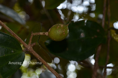 Strychnos wallichiana